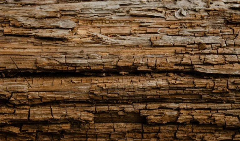 Why Homeowners Should Take Wood Damage Seriously Before It Spreads