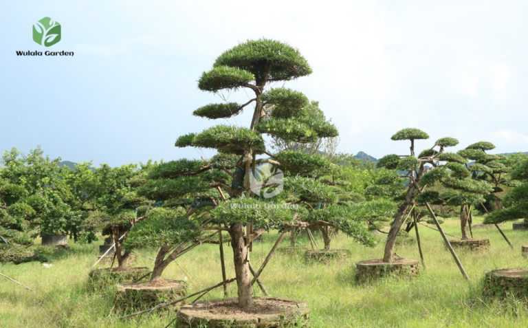 Podocarpus Buddhist Pine: Benefits, Planting, and Maintenance Tips