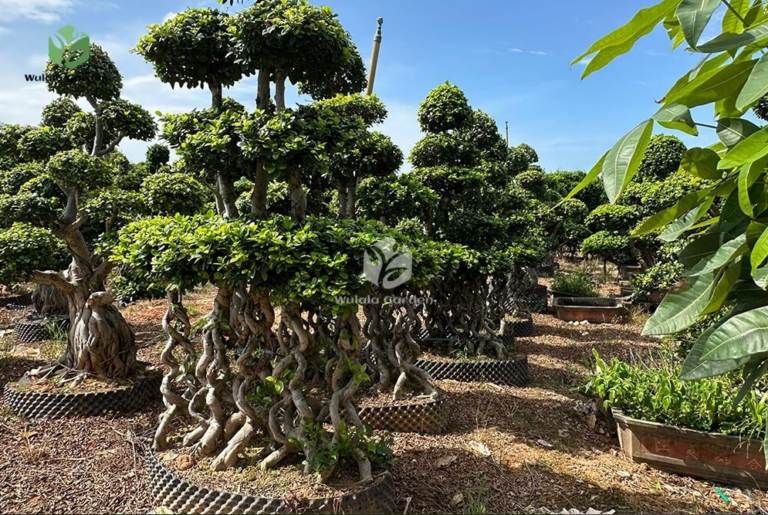 Chinese Ficus | Benefits, Planting, and Care Tips for Healthy Growth